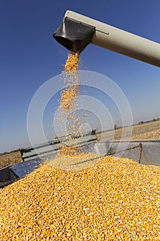 Combine Harvester Unloads Grain Into Tractor Trailer