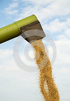 Combine harvester unloads soybean seeds after harvest