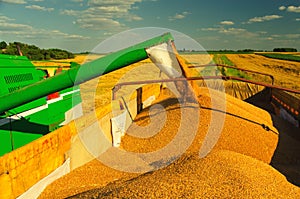 Combine harvester unloads wheat grain