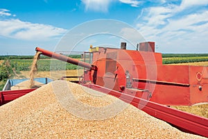 Combine harvester unloads wheat grain into the tractor trailer.