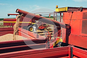 Combine harvester unloads wheat grain into the tractor trailer.