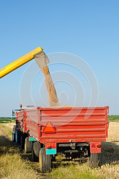 Combine harvester unloads wheat grain into tractor trailer