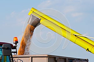 Combine harvester unloads wheat grain into trailer