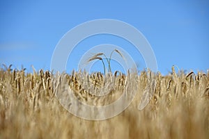 A combine harvester is used to harvest the winter barley