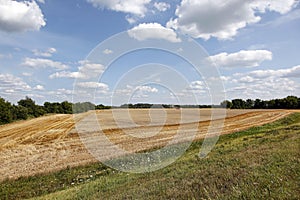 Combine harvester in wheat field