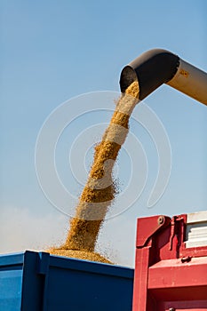 Kombajn pri práci počas zberu pšenice. Nedostatok dodávok pšenice, globálna potravinová kríza, hromadenie zásob.