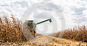 Combine harvester working in a corn field