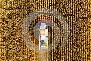 Combine harvester working in the field on a sunny evening top view.