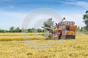 Combine harvester Working on rice field. Harvesting is the process of gathering a ripe crop