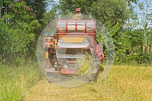 Combine harvester Working on rice field. Harvesting is the process of gathering a ripe crop