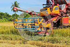 Combine harvester Working on rice field. Harvesting is the process of gathering a ripe crop