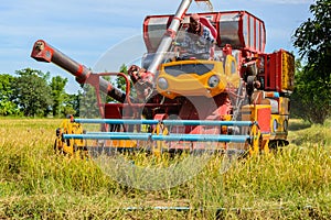 Combine harvester Working on rice field. Harvesting is the process of gathering a ripe crop