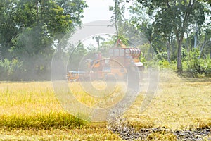 Combine harvester Working on rice field. Harvesting is the process of gathering a ripe crop