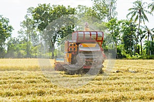 Combine harvester Working on rice field. Harvesting is the process of gathering a ripe crop