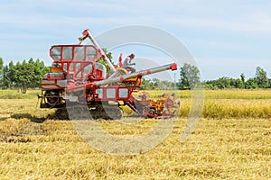 Combine harvester Working on rice field. Harvesting is the process of gathering a ripe crop