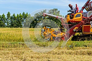 Combine harvester Working on rice field. Harvesting is the process of gathering a ripe crop