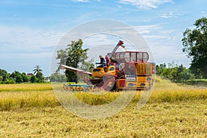 Combine harvester Working on rice field. Harvesting is the process of gathering a ripe crop