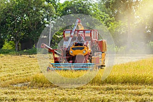 Combine harvester Working on rice field. Harvesting is the process of gathering a ripe crop