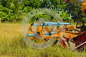 Combine harvester Working on rice field. Harvesting is the process of gathering a ripe crop