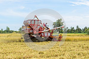 Combine harvester Working on rice field. Harvesting is the process of gathering a ripe crop from the fields
