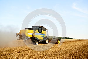 Combine harvester working in wheat field with clear blue sky. Harvesting machine driver cutting crop in a farmland