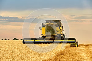 Combine harvester working in wheat field with cloudy moody sky. Harvesting machine driver cutting crop in a farmland