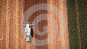 Combine harvester working in wheat field. Farming tractor collecting ripe wheat grains at harvesting season in summer. Industrial