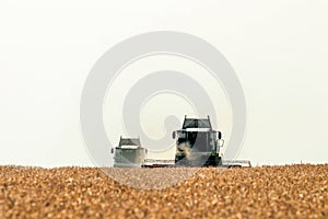 Combine harvester working on a wheat field. Harvesting wheat.
