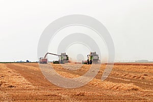 Combine harvester working on a wheat field. Harvesting wheat