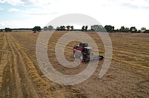 Combine harvester working in wheat field. Harvesting machine during cutting crop in farmland. Aerial view of Combines on grain