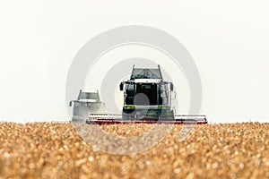 Combine harvester working on a wheat field. Harvesting wheat