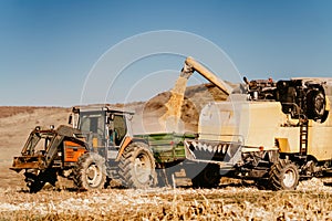 Combine harvester works in corn fields, unloading corn into tractor trailer