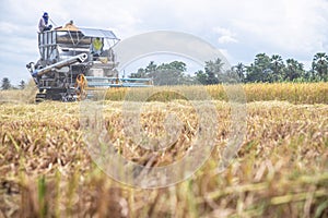 Combine harvesters machine harvesting paddy