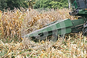 Combine harvesters are working in corn fields. Harvesting of corn field with combine in early autumn.