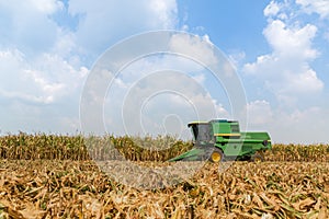 Combine harvesters are working in corn fields. Harvesting of corn field with combine in early autumn.