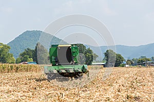 Combine harvesters are working in corn fields. Harvesting of corn field with combine in early autumn.