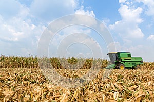 Combine harvesters are working in corn fields. Harvesting of corn field with combine in early autumn.