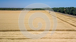 Combine harvesting: aerial view of agricultural machine collecting golden ripe wheat on the field.