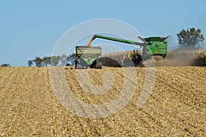 Combine harvesting corn