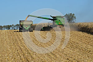 Combine harvesting corn