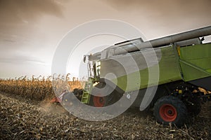 Combine harvesting corn