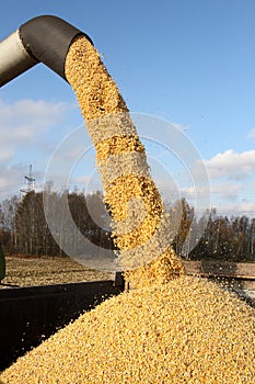 Combine harvesting a corn crop