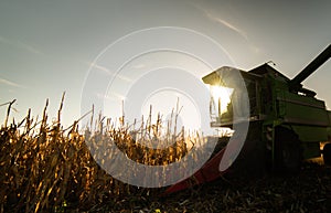 Combine harvesting corn in sunset