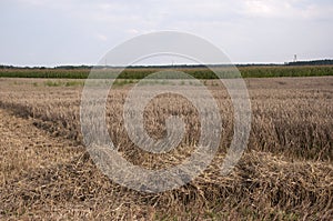 Combine harvesting crops