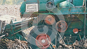 Combine harvesting dry sunflower. Old agricultural harvester cuts the sunflower