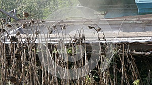 Combine harvesting dry sunflower. Old agricultural harvester cuts the sunflower