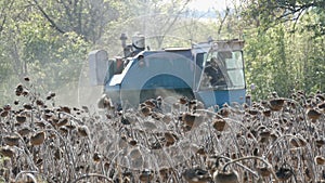 Combine harvesting dry sunflower. Old agricultural harvester cuts the sunflower