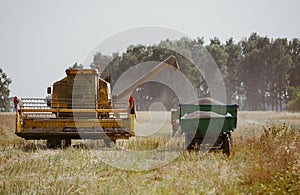 Combine harvesting the field