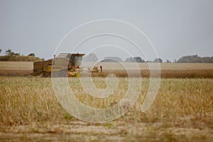 Combine harvesting the field