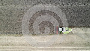 Combine harvesting rapeseed - aerial view by drone